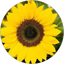 prijantin siah profile picture